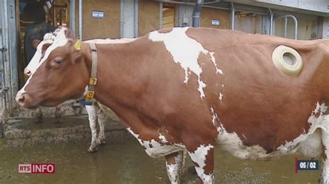 En Suisse, certaines vaches sont équipées de  hublots!